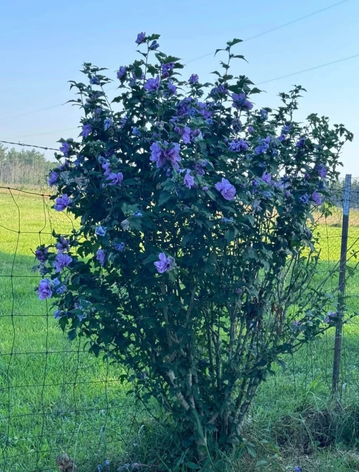 Blue Double Rose of Sharon Rooted Cuttings | Hardy Hibiscus Shrub Starter Plants