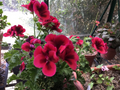 Martha Washington Geranium Cuttings (Pelargonium × domesticum) - 6 Unrooted Mix Stems for Rooting