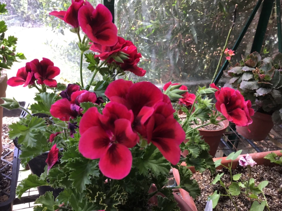 Martha Washington Geranium Cuttings (Pelargonium × domesticum) - 6 Unrooted Mix Stems for Rooting