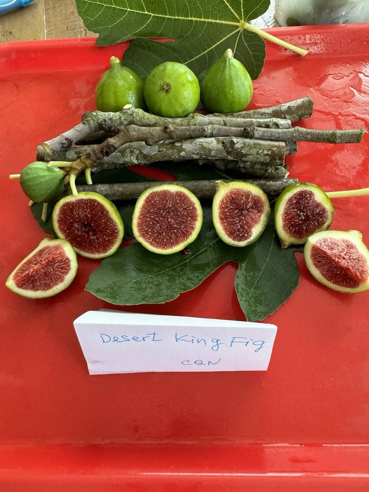 Desert King Fig Cuttings – 3 Unrooted Ficus carica ‘Desert King’