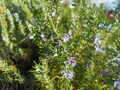 Organic Rosemary Cuttings 12pcs – 10" Live Stems for Rooting, USA-Grown