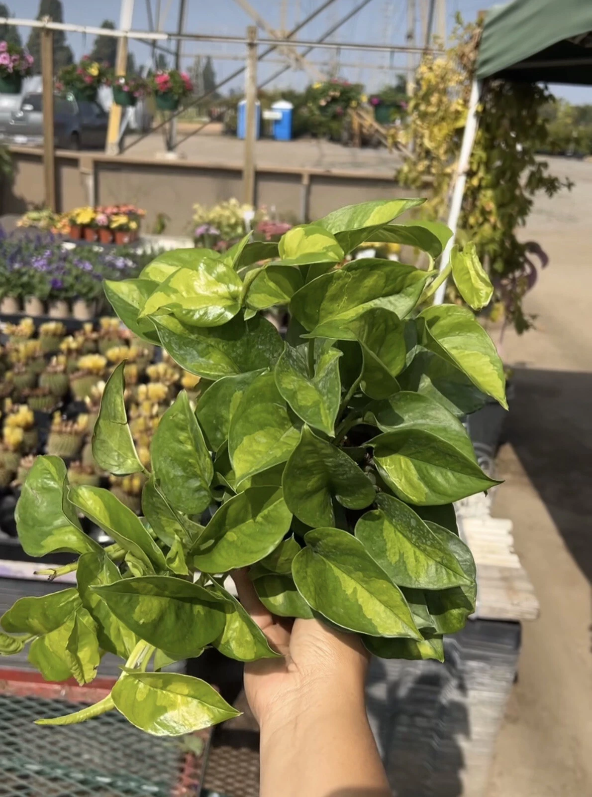 Global Green Epipremnum Cuttings - 3 Unrooted Pothos Vine Cuttings