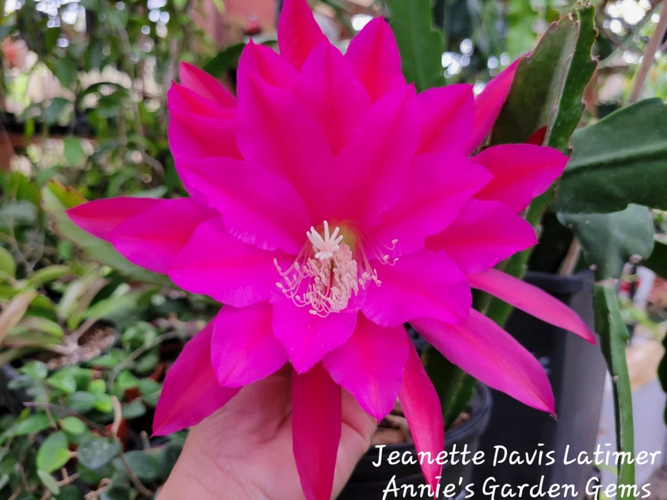Epiphyllum Jeanette Davis Latimer Orchid Cactus Cuttings – Unrooted 8–10 Inch