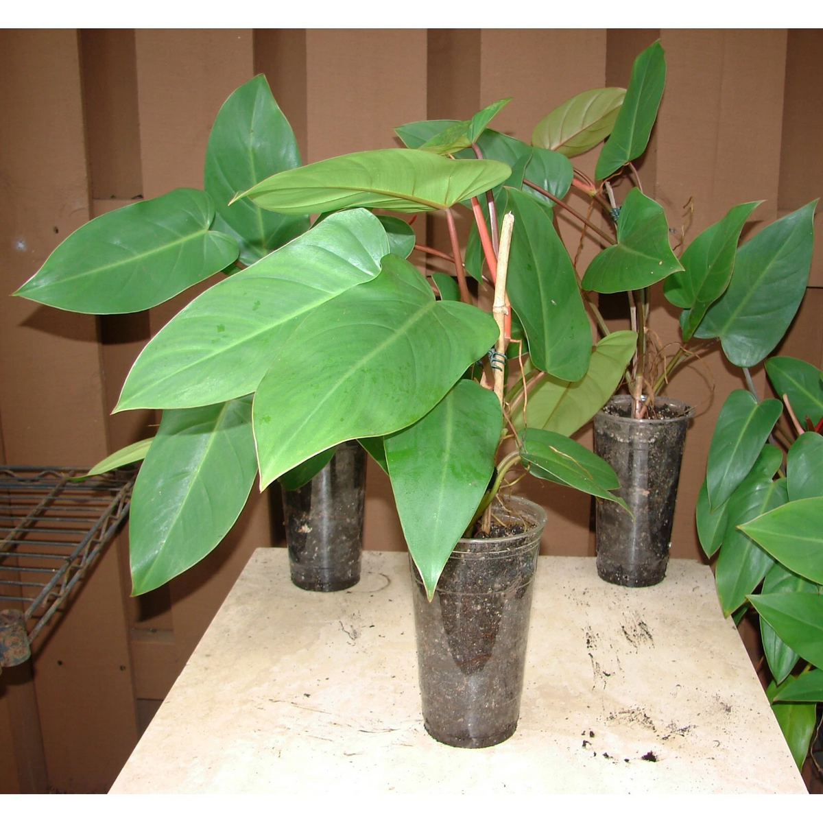Red Emerald Philodendron erubescens Starter Plant - 6" Stem Cutting