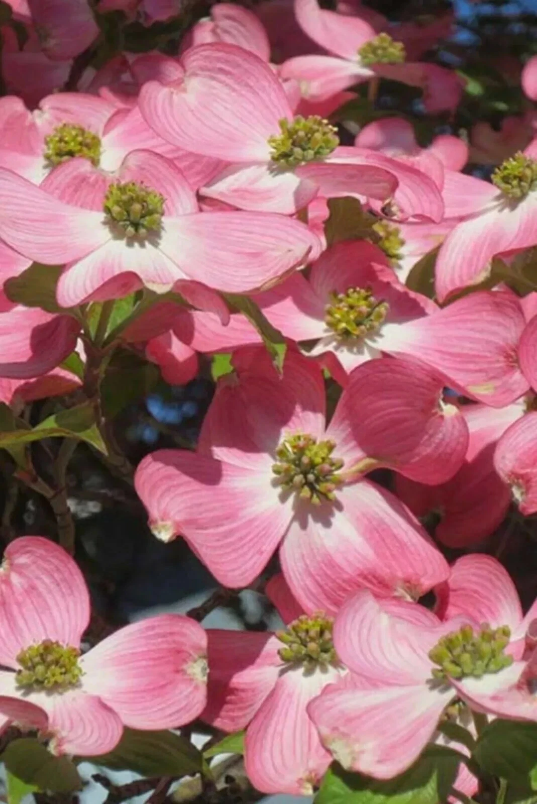 Pink Dogwood Cuttings – 6 Unrooted Cuttings (Cornus florida) Heirloom Deep Pink Blooms