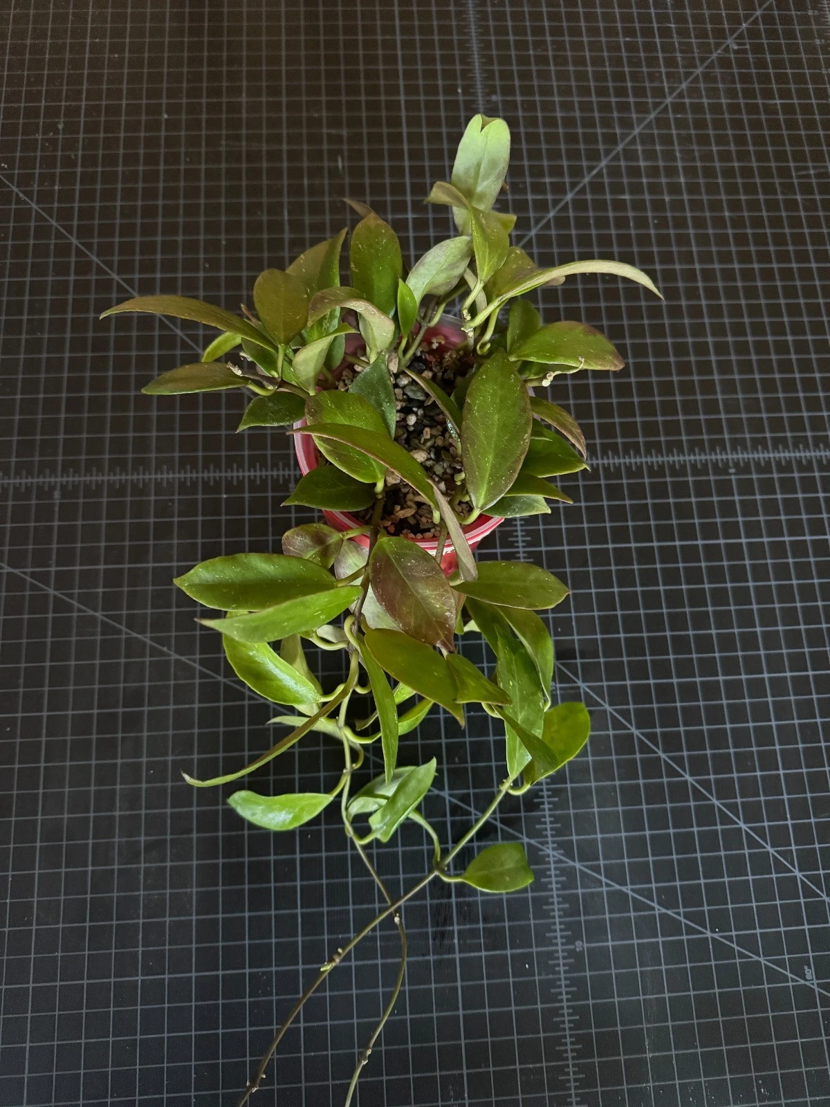 Hoya Sunrise 1-Node Cutting | Rare Hoya Lacunosa × Obscura Hybrid