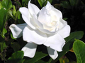 Gardenia jasminoides Cape Jasmine - 2 Rooted Live Gardenia Bushes, 6 Inches Tall