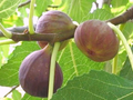 Brown Turkey Fig Cuttings (3 Live Unrooted Cuttings) Ficus carica