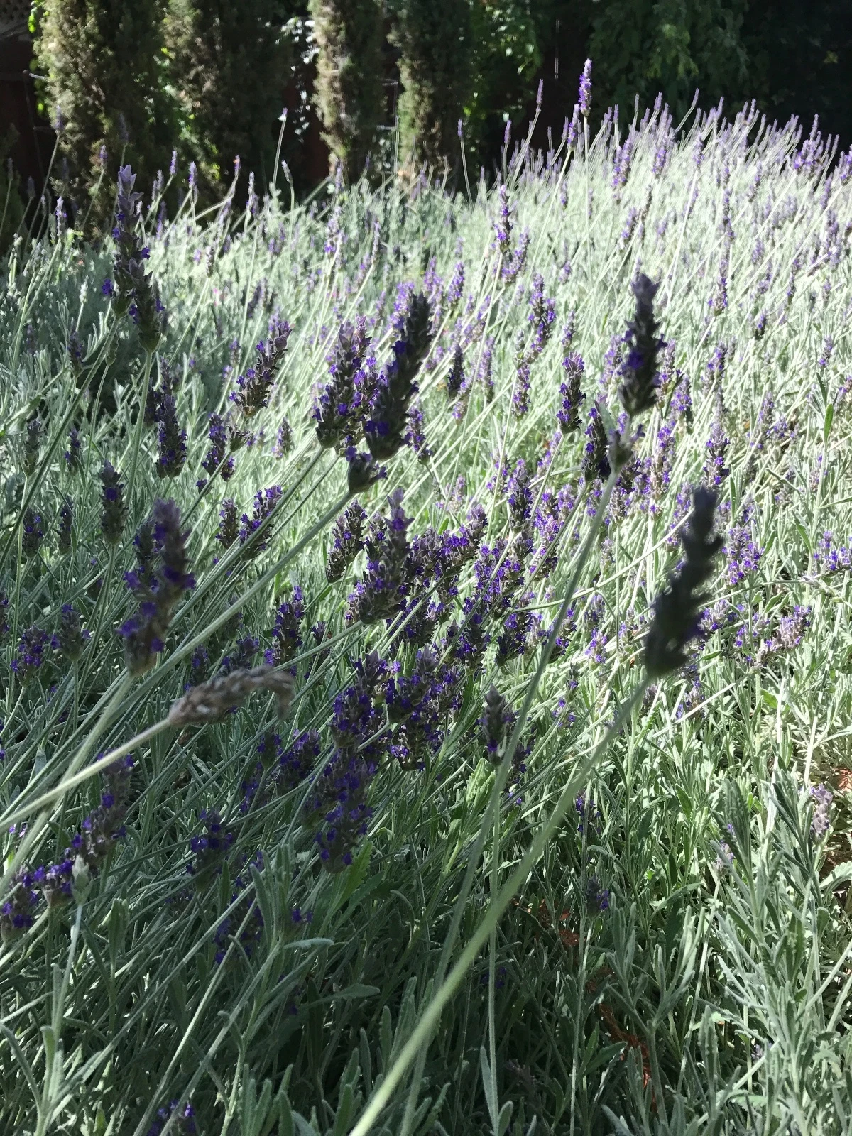 Lavandula angustifolia Lavender Cuttings - Organic California Grown, Ready to Root