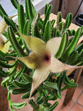 Stapelia gigantea Starfish Flower Cutting - Unrooted Succulent Stem Cutting