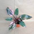 Pink Princess Marble Galaxy Philodendron – 4in Pot Live Plant