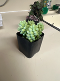 Donkey Tail Succulent Sedum morganianum in 2-Inch Pot | Trailing Live Plant