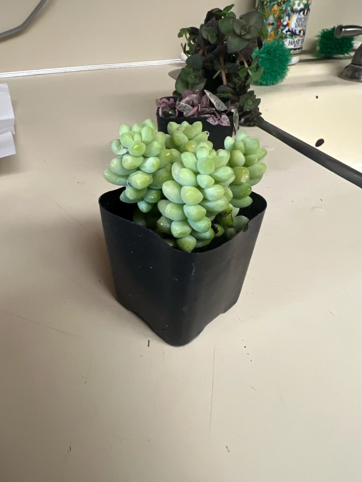 Donkey Tail Succulent Sedum morganianum in 2-Inch Pot | Trailing Live Plant