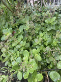 Fairy Crassula Cuttings (Crassula multicava) - 3 Unrooted Stems ~3" each for Rooting
