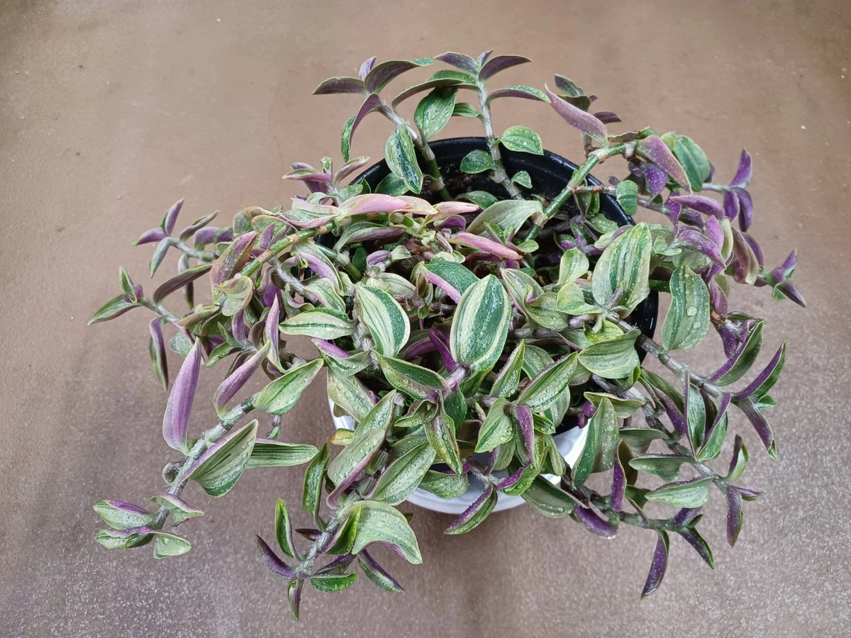 Tradescantia Gelfling Cuttings – Unrooted Variegated Wandering Jew for Propagation