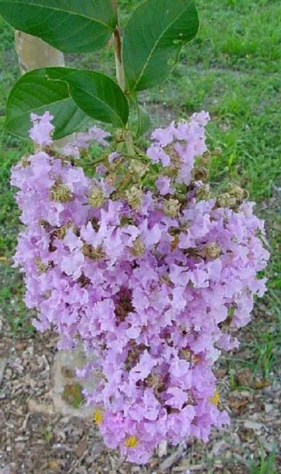 Purple Crepe Myrtle Cuttings - 8+ Fresh 8"+ Lilac-Purple Blooms | Easy Rooting