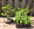 Dwarf Jade Bonsai - 3 Rooted Portulacaria afra Starter Plants, 3 Years Old