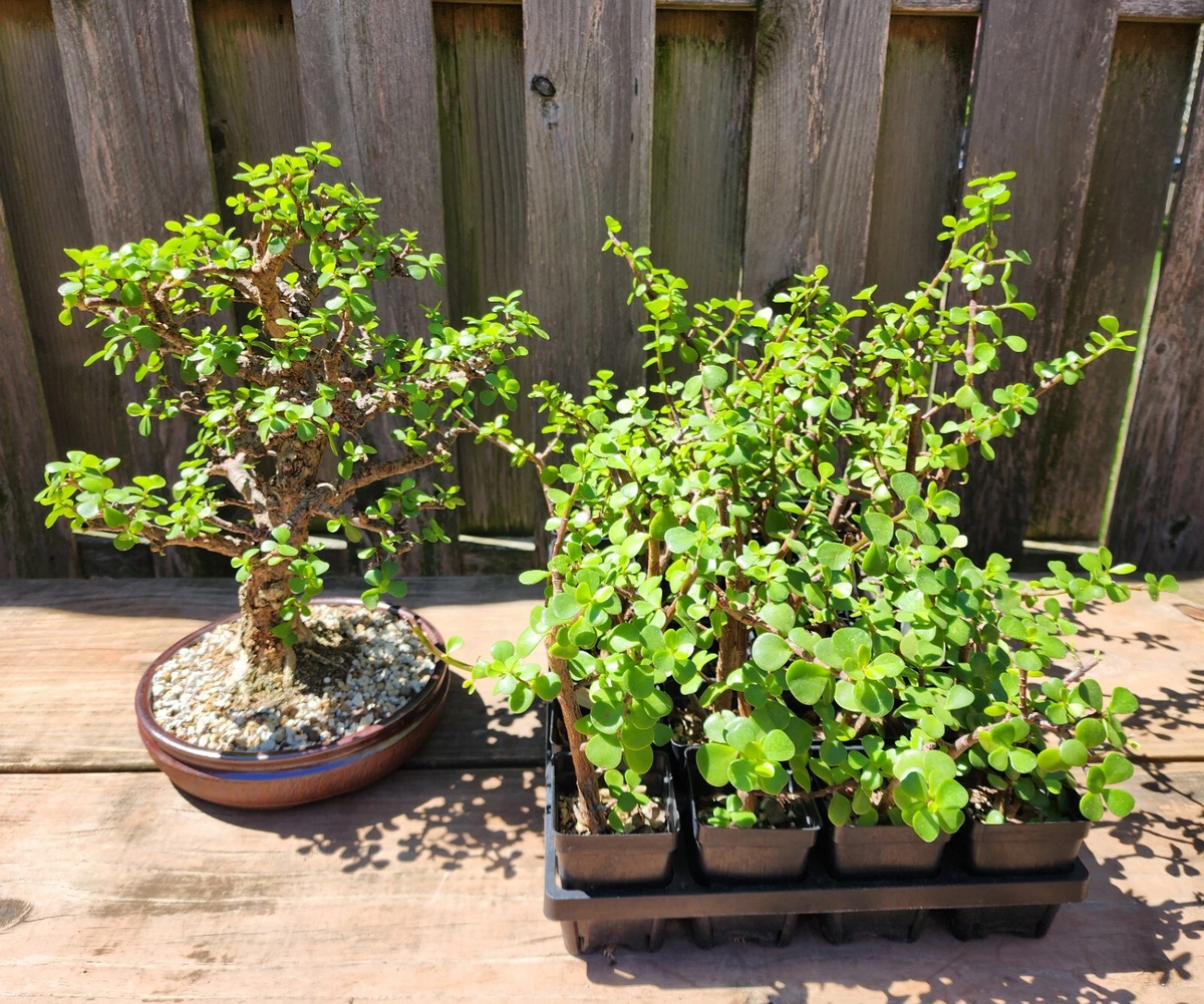Dwarf Jade Bonsai - 3 Rooted Portulacaria afra Starter Plants, 3 Years Old