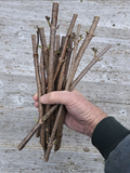 American Elderberry Cuttings – 5 Fresh Dormant Stems for Rooting (Sambucus canadensis)