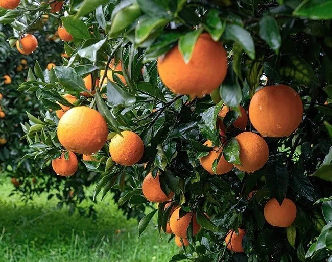 California Navel Orange Scion Cuttings - 3 Unrooted 6-8 in Citrus Cuttings for Grafting
