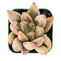 Echeveria Psyche Live Rooted Succulent in 2-Inch Pot – 1 Starter Plant