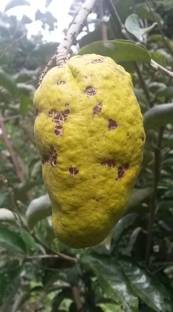 Olosapo Cutting (Couperia polyandra) Unrooted 6+" Tropical Fruit Tree Cutting