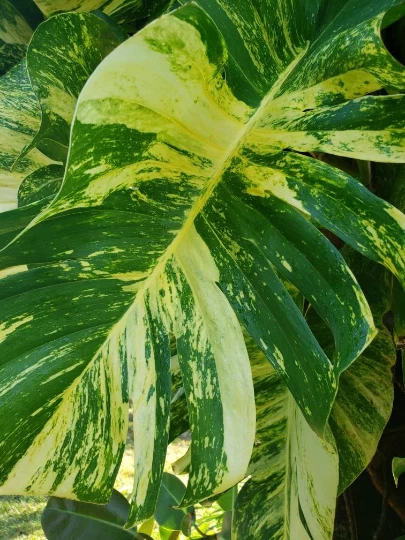Golden Queen Hawaiian Pothos Vine Cutting - Unrooted Epipremnum aureum 'Golden Queen'
