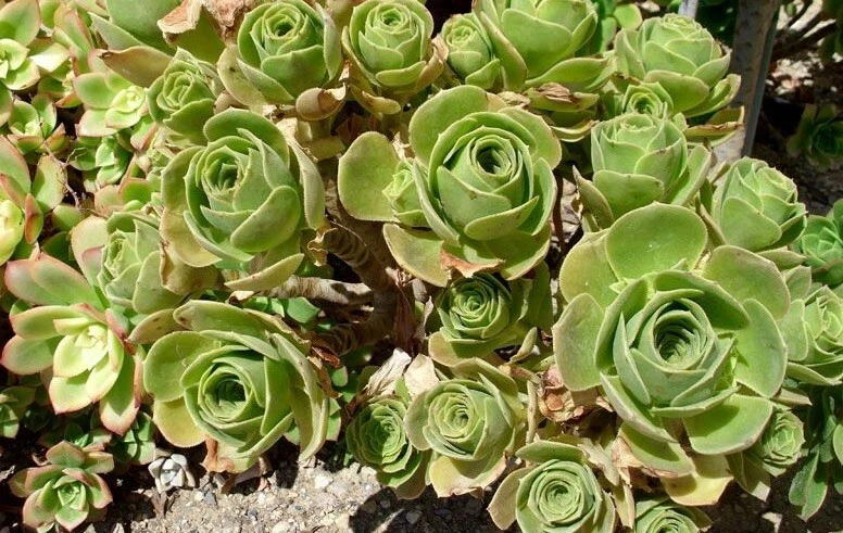 Aeonium balsamiferum Unrooted Cutting – 4" Green Rosette Succulent Starter