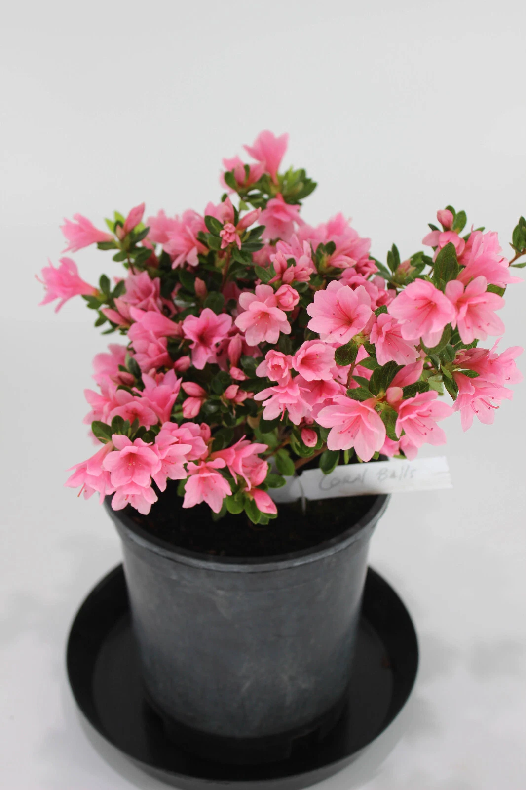 Satsuki Azalea Bonsai Tree 'L. C. Fisher' – One Gallon Live Rooted Bonsai