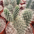 Boxing Glove Cactus Cutting (Cylindropuntia fulgida f. monstrosa) – Unrooted Desert Cactus Cutting