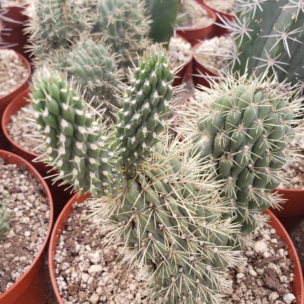 Boxing Glove Cactus Cutting (Cylindropuntia fulgida f. monstrosa) – Unrooted Desert Cactus Cutting