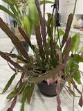 Epiphyllum Hookeri Cuttings + Night-Blooming Cactus Cuttings - 8–10" Unrooted, 10 Total