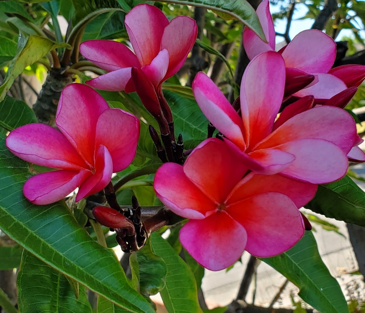 Plumeria (Frangipani) Cutting – Pink & Light Orange 7–12" Unrooted Stem
