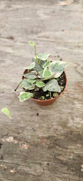 Variegated String of Arrows - Variegated Ceropegia Starter Plant, Trailing Vine