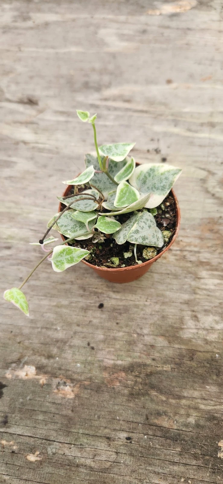 Variegated String of Arrows - Variegated Ceropegia Starter Plant, Trailing Vine