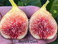Philodendron Bryant Dark Cutting - Unrooted Cutting, 3+ Nodes, 8"+