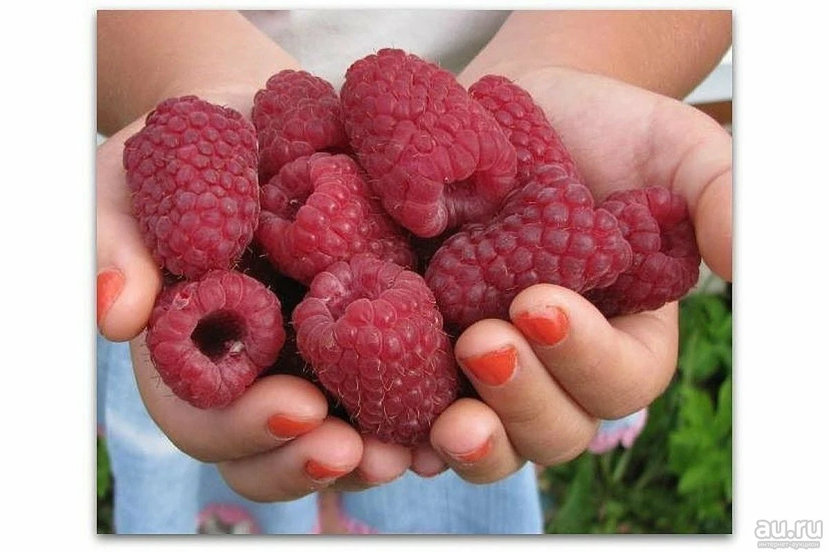 Russian Raspberry Gordost Rossii Cuttings – 5 Unrooted Rubus idaeus Stems for Propagation