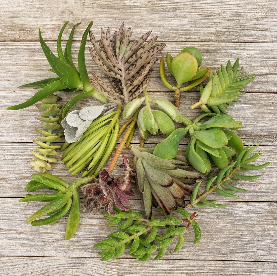 Succulent Assortment: 10 Unrooted Cuttings (Mixed Cactus & Succulent Varieties) for Propagation