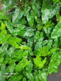 Philodendron Burle Marx Cuttings – Unrooted Green Aroid Stems for Propagation