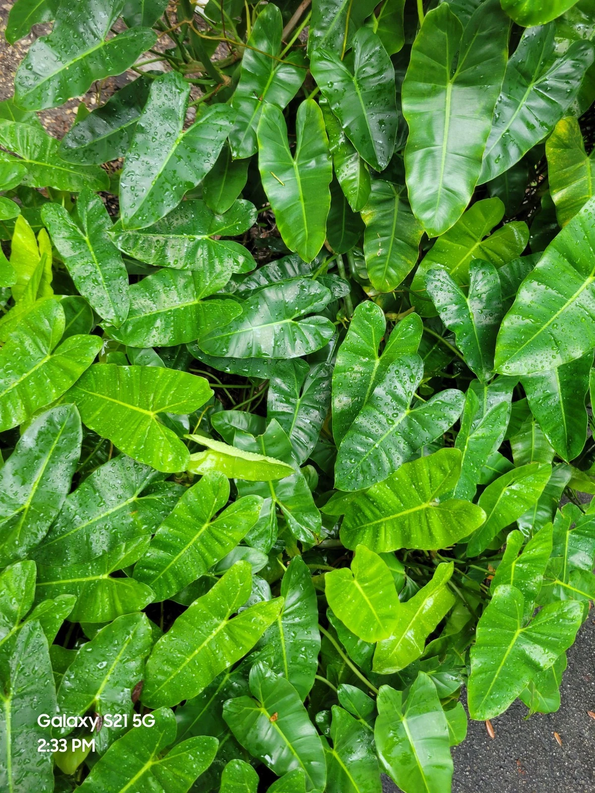 Philodendron Burle Marx Cuttings – Unrooted Green Aroid Stems for Propagation