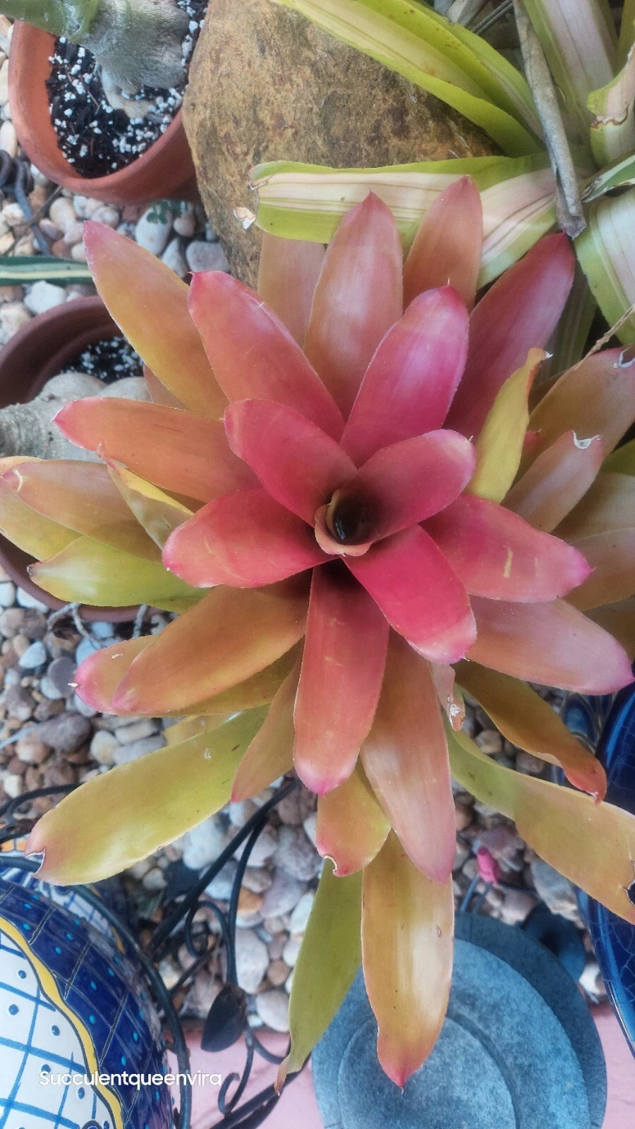 Neoregelia 'Super Fireball' - Live Bromeliad Plant, Red Sun-Stressed Color, Rooted Cutting