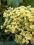 Limonium bonduelli Seeds - 1,000 Yellow Statice Seeds for Garden Planting