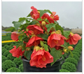 Lucky Lantern Red Abutilon - Rooted Starter Plant, Flowering Maple