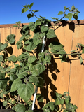 Golden Berry Physalis peruviana Cuttings — 6 Fresh 4-Inch Unrooted Cuttings for Propagation