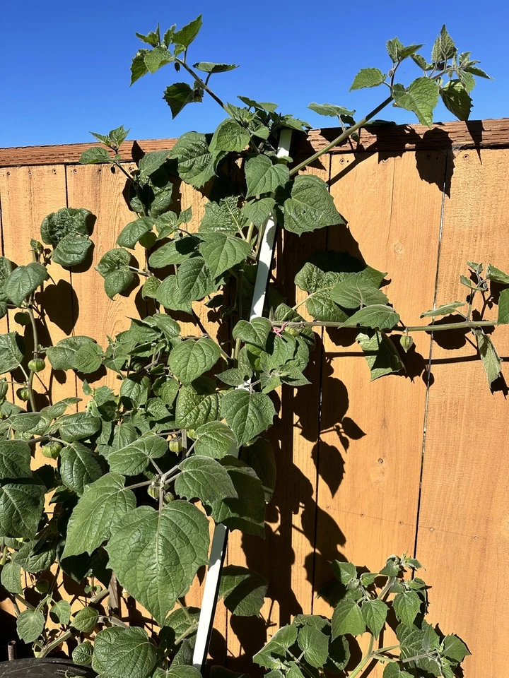 Golden Berry Physalis peruviana Cuttings — 6 Fresh 4-Inch Unrooted Cuttings for Propagation