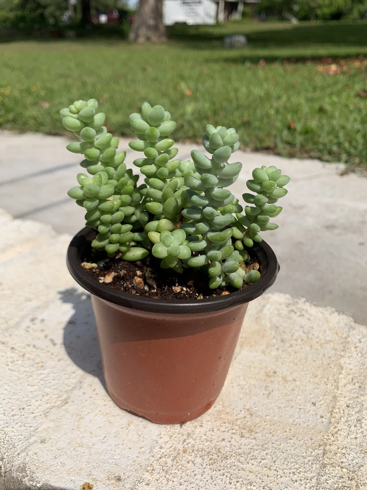 Sedum burrito Burro’s Tail Baby Donkey Tail - 2 Rooted 3.5-in Pots