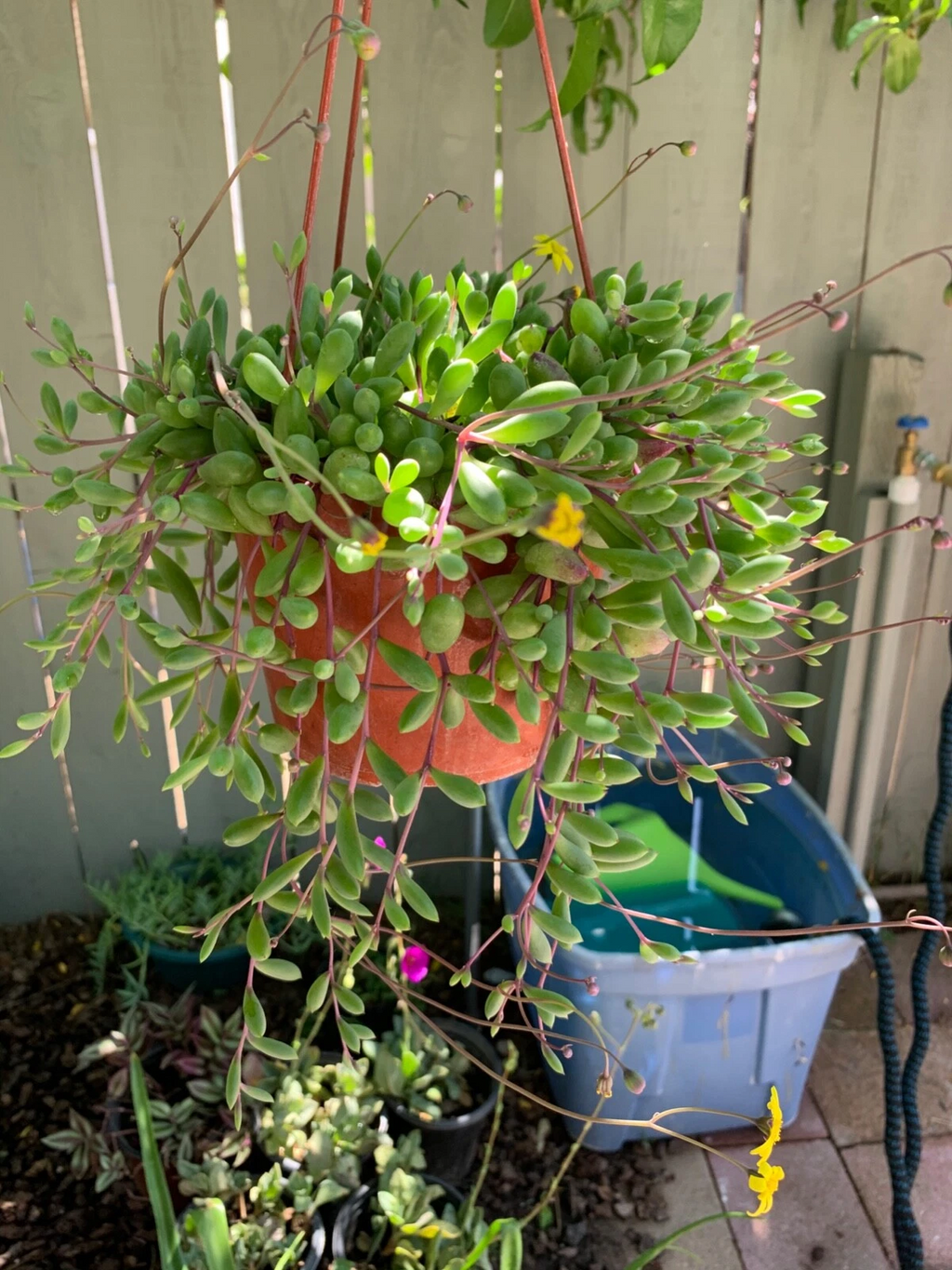 Ruby Necklace Othonna capensis Cuttings - 12 Long ~8" Unrooted Trailing Succulent Cuttings