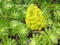 Aeonium arboreum Green Rose Cuttings — 2 XXL 6" Rosettes