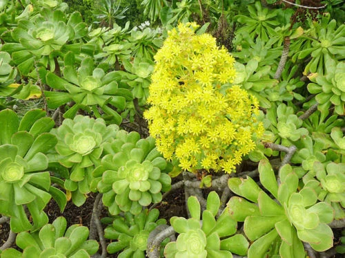 Aeonium arboreum Green Rose Cuttings — 2 XXL 6" Rosettes