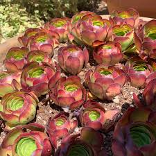 Aeonium Catlin Succulent Cuttings – 6 Unrooted Rosettes, Red Burgundy Foliage